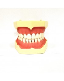 Arcada dentara model Phantom 32 dinti Gingie Moale  + ARTICULATOR